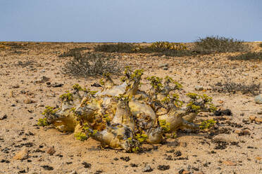 Welwitschia (Welwitschia mirabilis), Dombe Grande, Namibre, Angola, Afrika - RHPLF30447