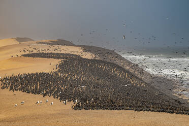 Kormorane in großer Zahl auf den Sanddünen entlang der Atlantikküste, Namibe (Namib)-Wüste, Iona-Nationalpark, Namibe, Angola, Afrika - RHPLF30461
