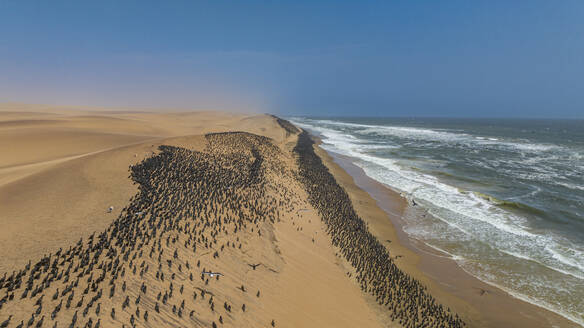 Luftaufnahme einer großen Anzahl von Kormoranen auf den Sanddünen entlang der Atlantikküste, Namibe (Namib) Wüste, Iona National Park, Namibe, Angola, Afrika - RHPLF30462