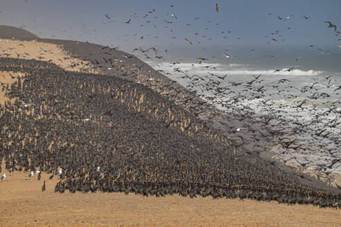 Kormorane in großer Zahl auf den Sanddünen entlang der Atlantikküste, Namibe (Namib)-Wüste, Iona-Nationalpark, Namibe, Angola, Afrika - RHPLF30463