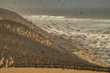 Kormorane in großer Zahl auf den Sanddünen entlang der Atlantikküste, Namibe (Namib)-Wüste, Iona-Nationalpark, Namibe, Angola, Afrika - RHPLF30467
