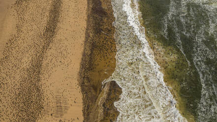 Aerial of massive numbers of Cormorants on the sand dunes along the Atlantic coast, Namibe (Namib) desert, Iona National Park, Namibe, Angola, Africa - RHPLF30470