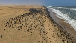 Luftaufnahme einer großen Anzahl von Kormoranen auf den Sanddünen entlang der Atlantikküste, Namibe (Namib) Wüste, Iona National Park, Namibe, Angola, Afrika - RHPLF30472