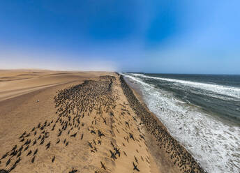 Luftaufnahme einer großen Anzahl von Kormoranen auf den Sanddünen entlang der Atlantikküste, Namibe (Namib) Wüste, Iona National Park, Namibe, Angola, Afrika - RHPLF30474