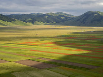 Blooming flowers and lentils on the Piano Grande, Monti Sibillini National Park, Castelluccio di Norcia, Perugia, Italy, Europe - RHPLF30568