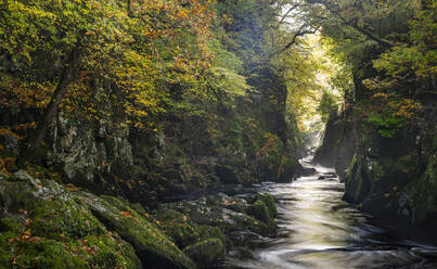 Fairy Glen, Betws y Coed, Conwy, Snowdonia, Wales, Vereinigtes Königreich, Europa - RHPLF30579