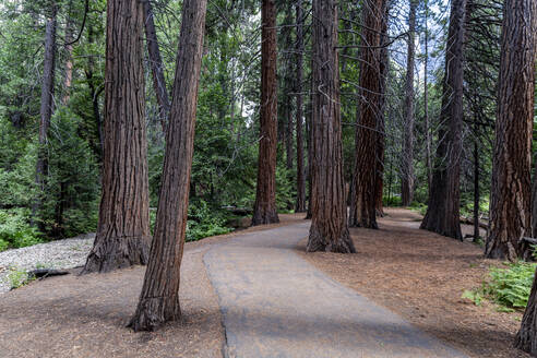 Sequoia-Bäume im Yosemite-Nationalpark, UNESCO-Welterbe, Kalifornien, Vereinigte Staaten von Amerika, Nordamerika - RHPLF30932