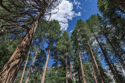 Sequoia trees in the Yosemite National Park, UNESCO World Heritage Site, California, United States of America, North America - RHPLF30936