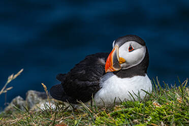 Nahaufnahme eines Papageientauchers, Papageientaucher-Vogelbeobachtungsplatz in Elliston, Bonavista-Halbinsel, Neufundland, Kanada, Nordamerika - RHPLF31006