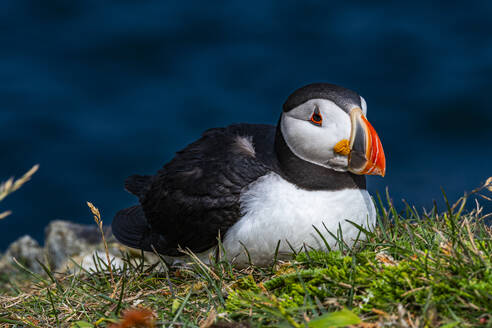 Nahaufnahme eines Papageientauchers, Papageientaucher-Vogelbeobachtungsplatz in Elliston, Bonavista-Halbinsel, Neufundland, Kanada, Nordamerika - RHPLF31007