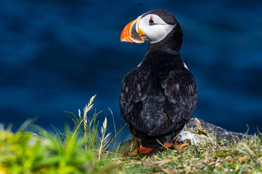 Nahaufnahme eines Papageientauchers, Papageientaucher-Vogelbeobachtungsplatz in Elliston, Bonavista-Halbinsel, Neufundland, Kanada, Nordamerika - RHPLF31008