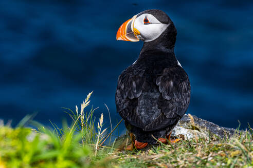 Nahaufnahme eines Papageientauchers, Papageientaucher-Vogelbeobachtungsplatz in Elliston, Bonavista-Halbinsel, Neufundland, Kanada, Nordamerika - RHPLF31008