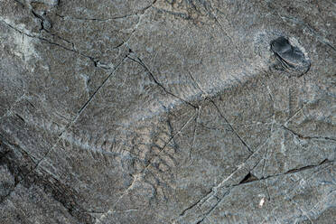 Fossilien aus dem Präkambrium, Mistaken Point, UNESCO-Welterbestätte, Avalon-Halbinsel, Neufundland, Kanada, Nordamerika - RHPLF31037