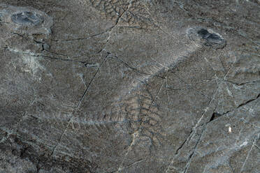 Fossilien aus dem Präkambrium, Mistaken Point, UNESCO-Welterbestätte, Avalon-Halbinsel, Neufundland, Kanada, Nordamerika - RHPLF31043