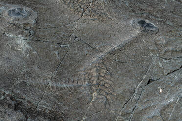 Precambrian fossils, Mistaken Point, UNESCO World Heritage Site, Avalon Peninsula, Newfoundland, Canada, North America - RHPLF31043