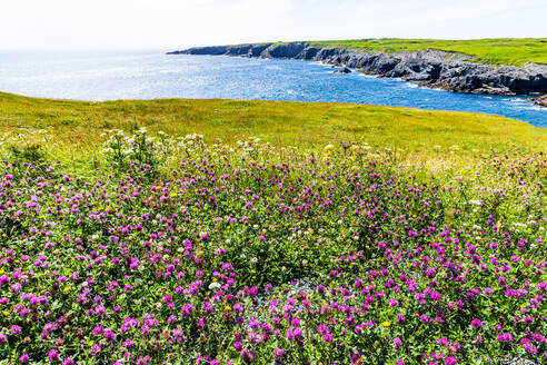 Wildnisgebiet, Mistaken Point, UNESCO-Welterbe, Avalon-Halbinsel, Neufundland, Kanada, Nordamerika - RHPLF31052