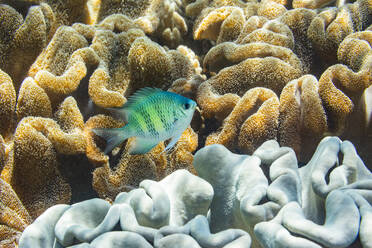 Ein ausgewachsener Indopazifischer Sergeant Major (Abudefduf vaigiensis) am Riff vor Arborek Reef, Raja Ampat, Indonesien, Südostasien, Asien - RHPLF31056