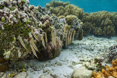 A school of jointed razorfish (Aeoliscus strigatus) in their usual head down formation, off Bangka Island, Indonesia, Southeast Asia, Asia - RHPLF31057