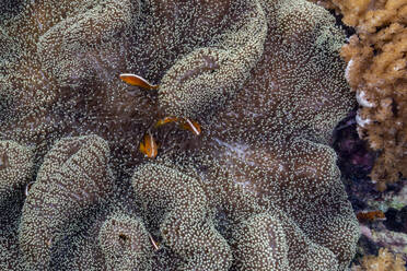 An adult orange skunk anemonefish (Amphiprion sandaracinos) swimming on the reef off Bangka Island, Indonesia, Southeast Asia, Asia - RHPLF31060