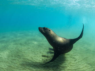 Galapagos-Seelöwe (Zalophus wollebaeki) beim Unterwasserspiel, Punta Pitt, Insel San Cristobal, Galapagos-Inseln, UNESCO-Weltkulturerbe, Ecuador, Südamerika - RHPLF31067