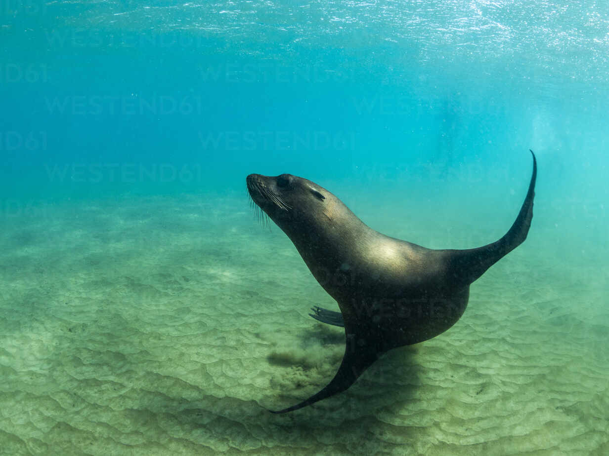 Galapagos sea lion (Zalophus wollebaeki) at play underwater, Punta Pitt