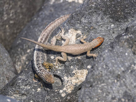 Galapagos lava lizard (Microlophus albemarlensis) pair in courtship on North Seymour Island, Galapagos Islands, UNESCO World Heritage Site, Ecuador, South America - RHPLF31068