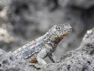 Ausgewachsene männliche Galapagos-Lavaeidechse (Microlophus albemarlensis), auf der Insel Fernandina, Galapagos-Inseln, UNESCO-Weltnaturerbe, Ecuador, Südamerika - RHPLF31073