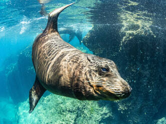 Ausgewachsener männlicher Galapagos-Seelöwe (Zalophus wollebaeki), unter Wasser auf der Insel Santiago, Galapagos-Inseln, UNESCO-Weltnaturerbe, Ecuador, Südamerika - RHPLF31089