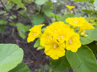 Gelbe Kordie (Cordia lutea), Urbina-Bucht, Insel Santiago, Galapagos-Inseln, UNESCO-Welterbe, Ecuador, Südamerika - RHPLF31096