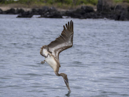 Junger Braunpelikan (Pelecanus occidentalis), Sturzflug in der Bucht von Urbina, Galapagos-Inseln, UNESCO-Weltnaturerbe, Ecuador, Südamerika - RHPLF31097