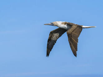 Ausgewachsener Blaufußtölpel (Sula nebouxii), im Flug auf der Nordseeinsel Seymour, Galapagos-Inseln, UNESCO-Weltnaturerbe, Ecuador, Südamerika - RHPLF31099