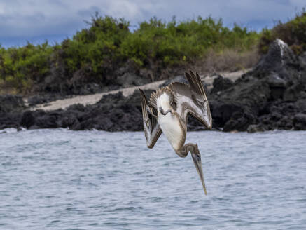 Junger Braunpelikan (Pelecanus occidentalis), Sturzflug in der Bucht von Urbina, Galapagos-Inseln, UNESCO-Weltnaturerbe, Ecuador, Südamerika - RHPLF31100