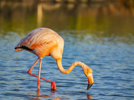 Ausgewachsener Amerikanischer Flamingo (Phoenicopterus ruber) beim Fressen von Artesmia-Garnelen, Insel Rabida, Galapagos-Inseln, UNESCO-Welterbe, Ecuador, Südamerika - RHPLF31105