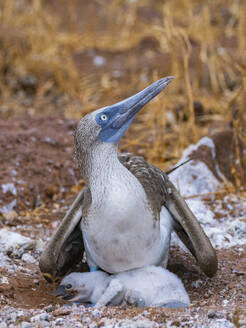 Ausgewachsener Blaufußtölpel (Sula nebouxii) mit Küken auf der Nord-Seymour-Insel, Galapagos-Inseln, UNESCO-Weltnaturerbe, Ecuador, Südamerika - RHPLF31112