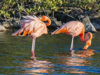 Ein Paar amerikanischer Flamingos (Phoenicopterus ruber) bei der Fütterung von Artesmia-Garnelen, Insel Rabida, Galapagos-Inseln, UNESCO-Welterbe, Ecuador, Südamerika - RHPLF31113