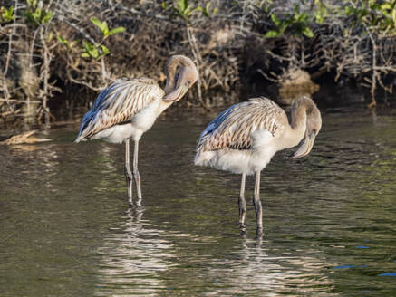 Ein Paar amerikanischer Flamingos (Phoenicopterus ruber) bei der Fütterung von Artesmia-Garnelen, Insel Rabida, Galapagos-Inseln, UNESCO-Welterbe, Ecuador, Südamerika - RHPLF31114