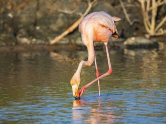 Ausgewachsener Amerikanischer Flamingo (Phoenicopterus ruber) beim Fressen von Artesmia-Garnelen, Insel Rabida, Galapagos-Inseln, UNESCO-Welterbe, Ecuador, Südamerika - RHPLF31116