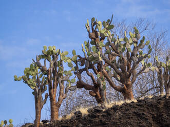 Opuntia-Kaktus (Opuntia galapageia), Buccaneer Cove, Insel Santiago, Galapagos-Inseln, UNESCO-Weltkulturerbe, Ecuador, Südamerika - RHPLF31117