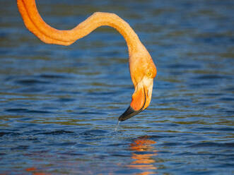 Ausgewachsener Amerikanischer Flamingo (Phoenicopterus ruber) beim Fressen von Artesmia-Garnelen, Insel Rabida, Galapagos-Inseln, UNESCO-Welterbe, Ecuador, Südamerika - RHPLF31120