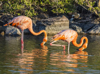 Ein Paar amerikanischer Flamingos (Phoenicopterus ruber) bei der Fütterung von Artesmia-Garnelen, Insel Rabida, Galapagos-Inseln, UNESCO-Welterbe, Ecuador, Südamerika - RHPLF31121