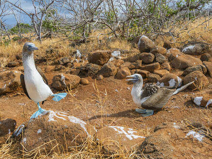 Ausgewachsenes Blaufußtölpel-Paar (Sula nebouxii) auf einem Ei auf der Nord-Seymour-Insel, Galapagos-Inseln, UNESCO-Welterbe, Ecuador, Südamerika - RHPLF31123