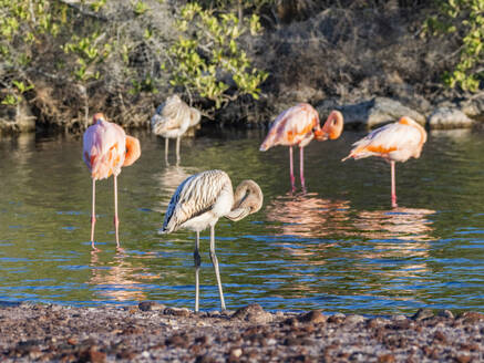 Ein Schwarm amerikanischer Flamingos (Phoenicopterus ruber), die sich von Artesmia-Garnelen ernähren, Insel Rabida, Galapagos-Inseln, UNESCO-Welterbe, Ecuador, Südamerika - RHPLF31127