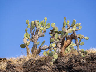 Opuntia-Kaktus (Opuntia galapageia), Buccaneer Cove, Insel Santiago, Galapagos-Inseln, UNESCO-Weltkulturerbe, Ecuador, Südamerika - RHPLF31128