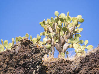 Opuntia-Kaktus (Opuntia galapageia), Buccaneer Cove, Insel Santiago, Galapagos-Inseln, UNESCO-Weltkulturerbe, Ecuador, Südamerika - RHPLF31130