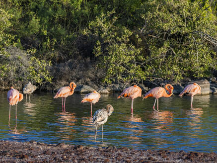 Ein Schwarm Amerikanischer Flamingos (Phoenicopterus ruber) bei der Fütterung mit Artesmia-Garnelen, Insel Rabida, Galapagos-Inseln, UNESCO-Welterbe, Ecuador, Südamerika - RHPLF31131