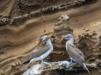 Erwachsene Blaufußtölpel (Sula nebouxii) auf einem Felsvorsprung auf der Insel Isabela, Galapagos-Inseln, UNESCO-Weltnaturerbe, Ecuador, Südamerika - RHPLF31133