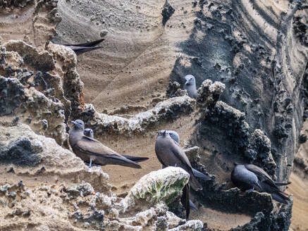 Ausgewachsener Brauner Noddy (Anous stolidus), auf einem Felsvorsprung auf der Insel Isabela, Galapagos-Inseln, UNESCO-Weltnaturerbe, Ecuador, Südamerika - RHPLF31137