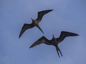 Ein Paar erwachsener männlicher Fregattvögel (Fregata minor), im Flug über der Insel Fernandina, Galapagos-Inseln, UNESCO-Weltnaturerbe, Ecuador, Südamerika - RHPLF31144