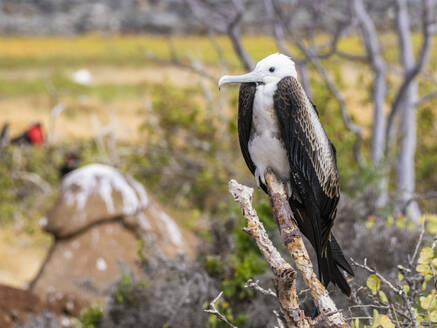 Junger Fregattvogel (Fregata minor), auf einem Baum auf der Nordseeinsel, Galapagos-Inseln, UNESCO-Welterbe, Ecuador, Südamerika - RHPLF31147