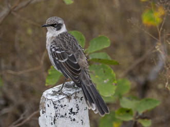 Ausgewachsene Galapagos-Spottdrossel (Mimus parvulus), in der Urbina-Bucht, Insel Isabela, Galapagos-Inseln, UNESCO-Weltnaturerbe, Ecuador, Südamerika - RHPLF31148